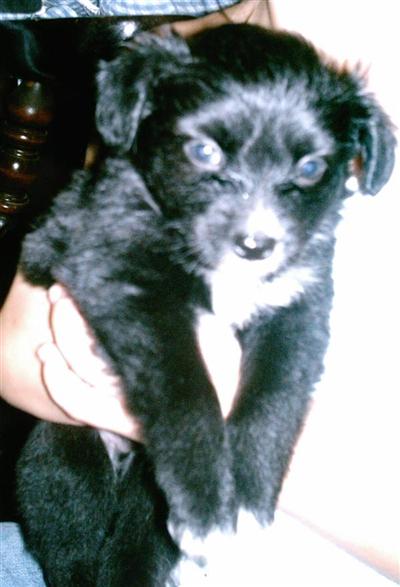 Mixed Breed Puppies for Sale